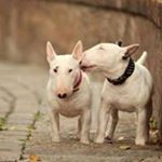 Profile Picture of Amanda Ison (@amanda.ison.106) on Instagram