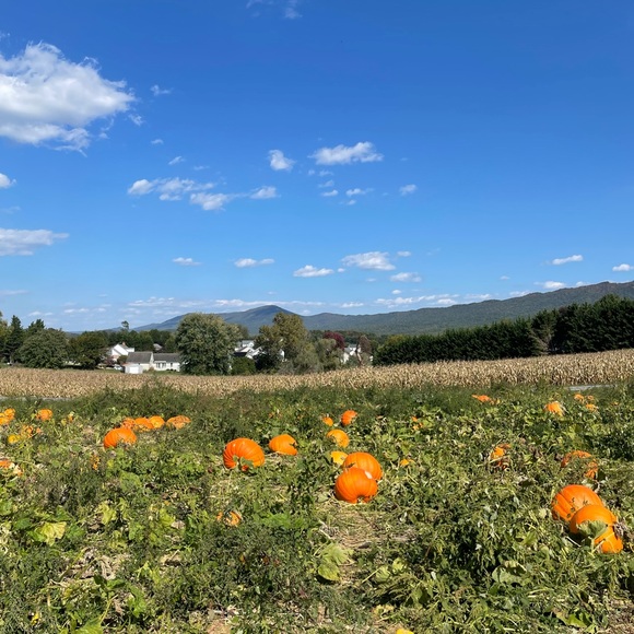 Profile Picture of Tatum Melone (@tatumskye02) on Poshmark