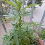 Tomas Padilla - Instagram Profile Picture of Tomas Padilla (@tomas.padilla.547) on Instagram