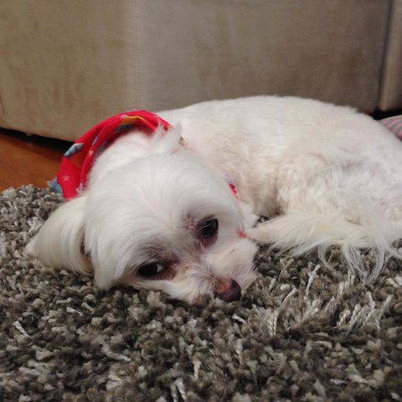 Kyoko Tokunaga - Poshmark Profile Picture of Kyoko Tokunaga (@kamoleroo) on Poshmark