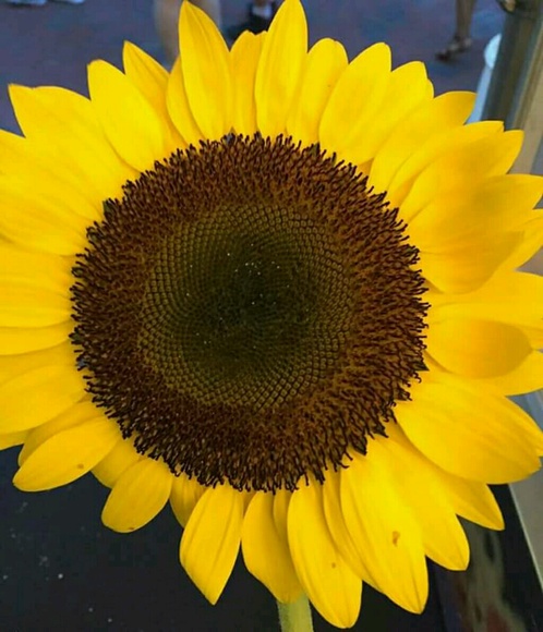 Profile Picture of Michelle Scott (@chocolatte0169) on Poshmark