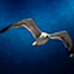 Profile Picture of Takis (@seagull.;-)) on Flickr