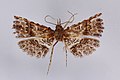 Profile Picture of Triscaedecia dactylopteraon Wikipedia