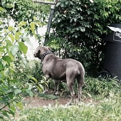 Profile Picture of Big Black Bear (@DrukeJames) on Twitter