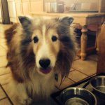 Profile Picture of Chris Hsiao (@chipsntea) on Instagram