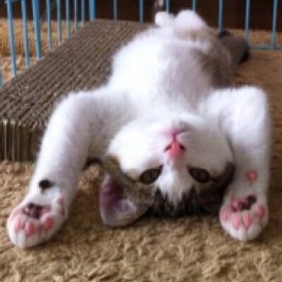 Profile Picture of Robin Snook (@Poncharo) on Twitter