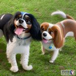 Profile Picture of Billy & Thomas cavalier (@billy_thomas_cavalier) on Instagram