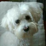 Profile Picture of Amanda Ison (@tysabrigirl) on Instagram