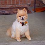 Profile Picture of Bill Bailey (@billbailey_pom) on Instagram