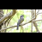 Profile Picture of #passarosminhapaixao (@chavesmaneijoefibra) on Instagram