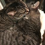 Profile Picture of darth greyjoy (@darthkittyandgreyjoy) on Instagram