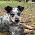 Profile Picture of Bailey And Macie 💕😘 (@blue_heeler_puppies2019) on Instagram