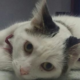 Profile Picture of pepinoatomico2 (@cesartablet) on Pinterest