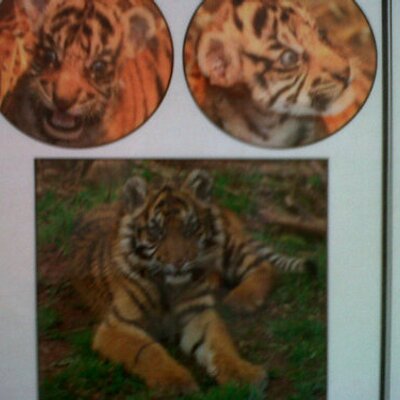 Profile Picture of Paul Frazer (@pfraze) on Twitter