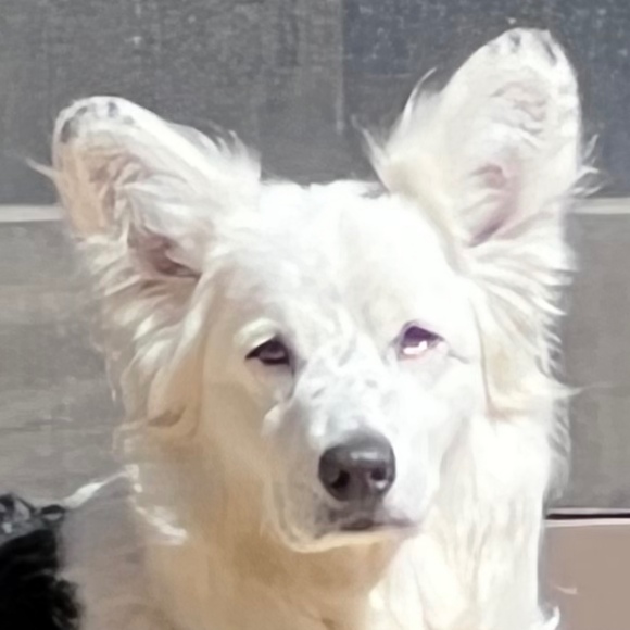 Profile Picture of David Barbour (@denver_davey) on Poshmark