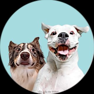 Profile Picture of Layla | White Boxer (@_layla_the_boxer) on Instagram