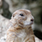 Profile Picture of Eki Pah Tong (@madjpm) on Flickr