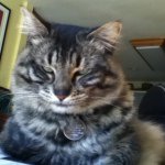 Profile Picture of Jeanne Bellinger (@jeannebo65) on Instagram