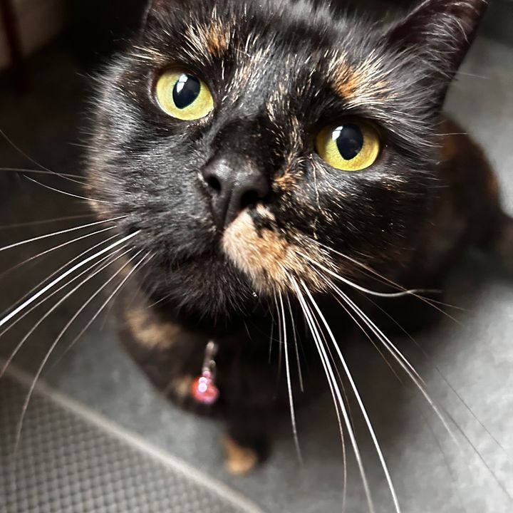 Profile Picture of Misty (@mistybernasconi4) on Tiktok