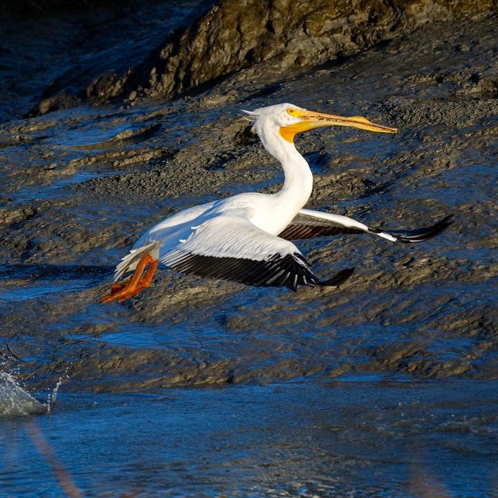 Profile Picture of Mitchell Zimmerman (@willetorwontit) on Tiktok