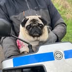 Profile Picture of Janet Peacock (@Janet-Peacock) on Facebook