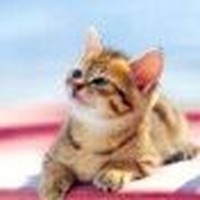Profile Picture of Phoebe Hsu (@phoebe-hsu-10) on Quora