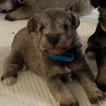 Profile Picture of Remington Raymond Derouen (@remi_ray00) on Instagram