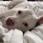 Profile Picture of Bailey Fallon (@baebaethepittie) on Instagram
