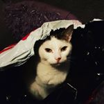 Profile Picture of tiegan (@jon.pearson.188) on Instagram