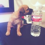 Profile Picture of Benjamin Jolly Collins The 1st (@benji.the.puppy) on Instagram