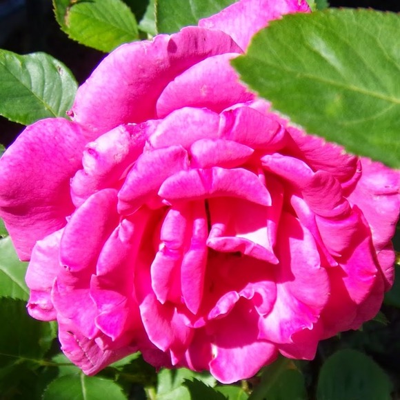 Profile Picture of Cyd Liechty (@mayalna) on Poshmark