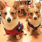 Profile Picture of Stone Zhang (@corgifeyfeydodo) on Instagram