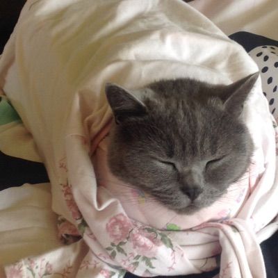 Profile Picture of heather bassett (@@timemy_pets_star) on Tiktok