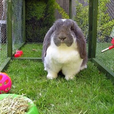 Profile Picture of Modesta Rivera (@VidaPeruana) on Twitter