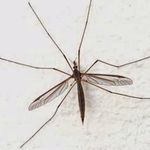 Ian comerford - Instagram Profile Picture of Ian comerford (@iandamosquito) on Instagram