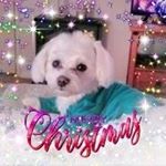 Profile Picture of Susan Neese (@neesesnest) on Instagram