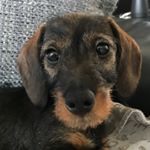 Profile Picture of dackelpaulandfamily (@paul_der_dackelmann) on Instagram