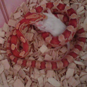 Profile Picture of Bradley Jackson (@bradleyjackson7180) on Youtube