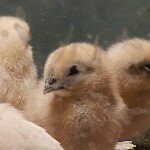 Profile Picture of sybil (@syblucas) on Instagram