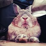 Profile Picture of carly tate (@mylovebunnylove) on Instagram