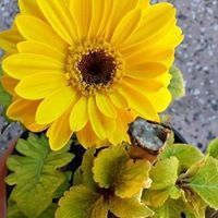 Profile Picture of Rosa Irigoyen (@rosadelci) on Pinterest