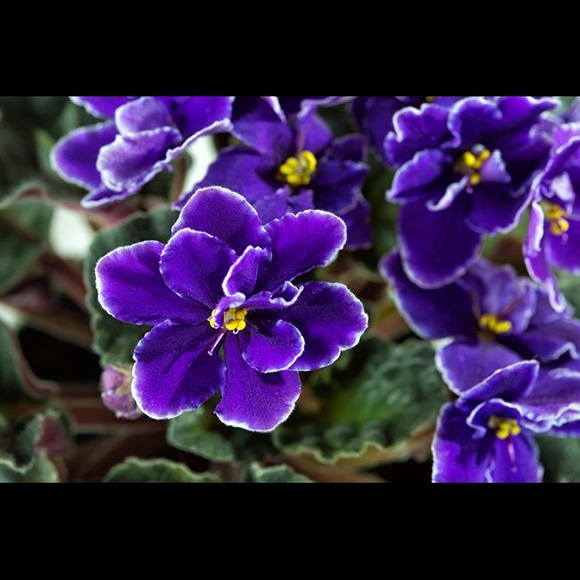 Violeta Perez - Poshmark Profile Picture of Violeta Perez (@violetgarciadep) on Poshmark