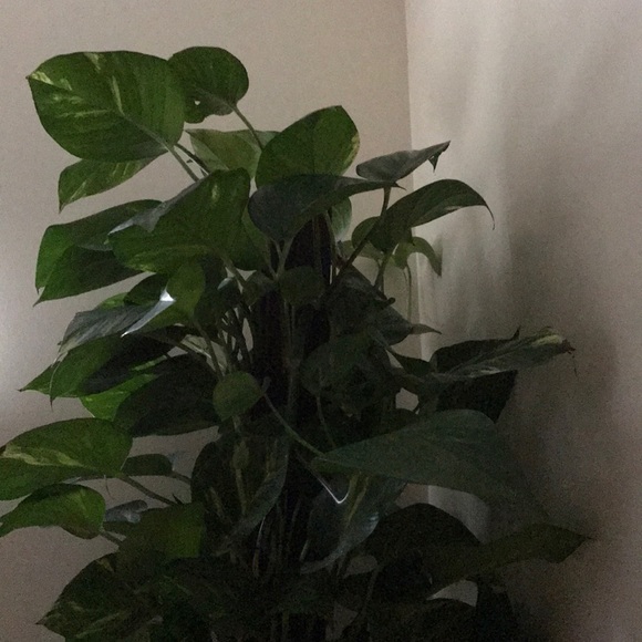 Profile Picture of Lauren Tilden (@elletild) on Poshmark