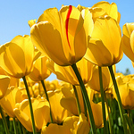 Profile Picture of Reem Saeed (@remowh24) on Flickr