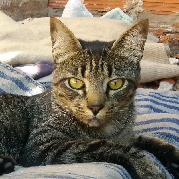 Profile Picture of Ariel Fernandez (@arielfernandez091) on Tiktok