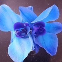 Profile Picture of Aloisia Rupp (@aloisiarupp) on Pinterest