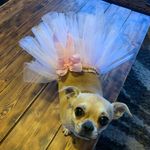 Profile Picture of Small breed dog clothing (@dinky_dogdesigns) on Instagram