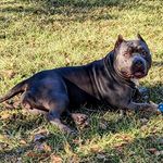 Profile Picture of Robert Dewayne Johnson (@paris_the_stallion) on Instagram