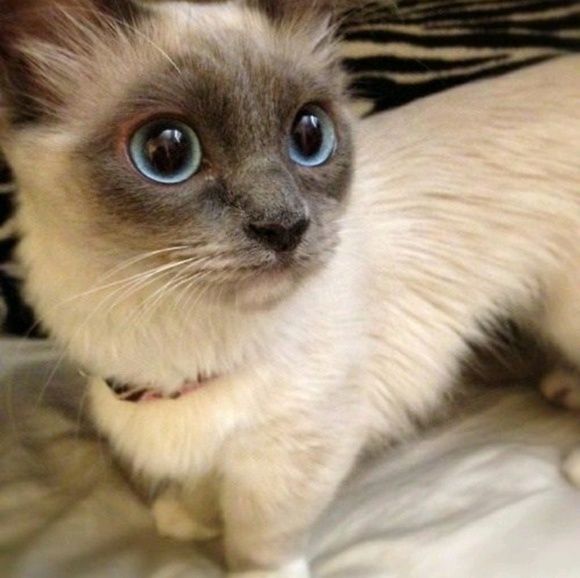 Profile Picture of Lexi Schuebel (@lexacon) on Poshmark