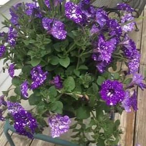 Profile Picture of kimberlyruggles59 (@kimberlyruggles59) on Tiktok